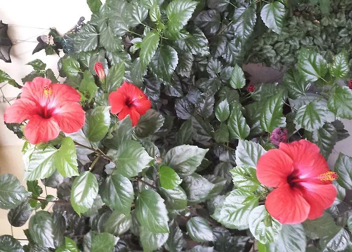 Club Complex * 네세부르